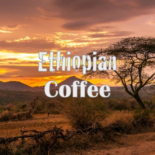 What Is Ethiopian Coffee? Ethiopia Coffee Beans & History