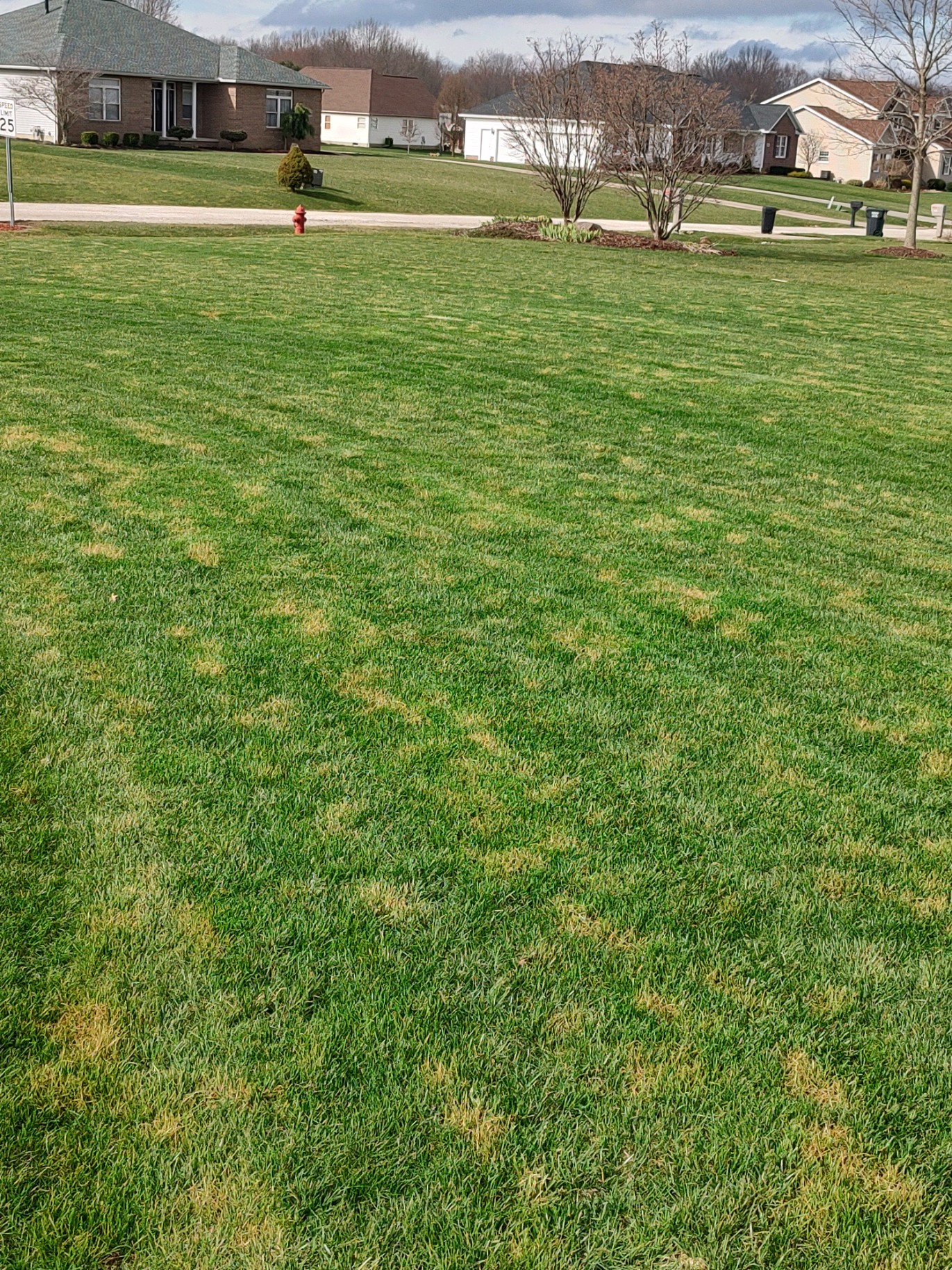 Why is my lawn seeing yellow polka dots? Portage Turf