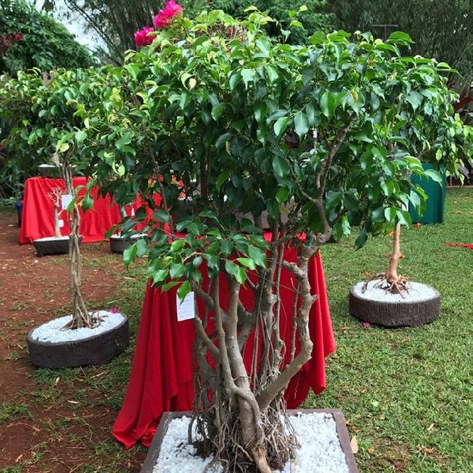 MIKA landscapers (kenya)