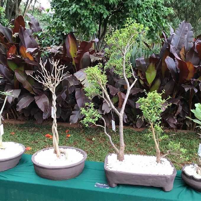 MIKA landscapers (kenya)