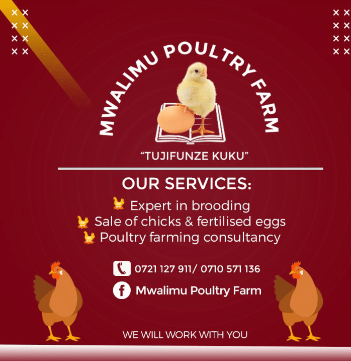 Poultry and Poultry products » Ksh120.00 per chick » Poultry for sale