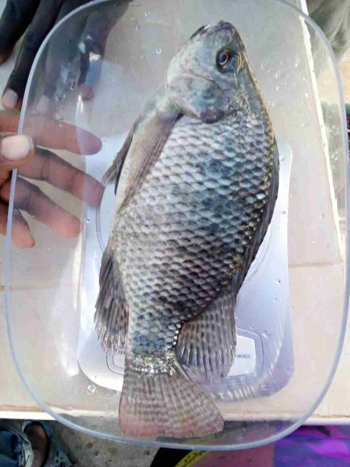 Live Tilapia 600g1kg » Ksh300.00 per kg » Fishery for sale in Bisil