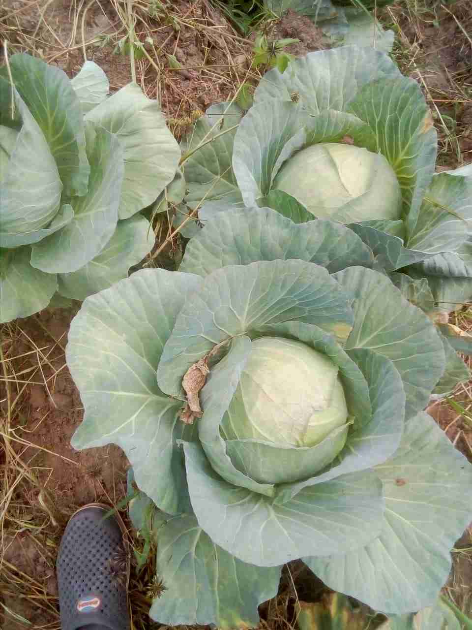 Cabbage » Ksh30.00 per Head » Nutrition And Health for sale in Kitale