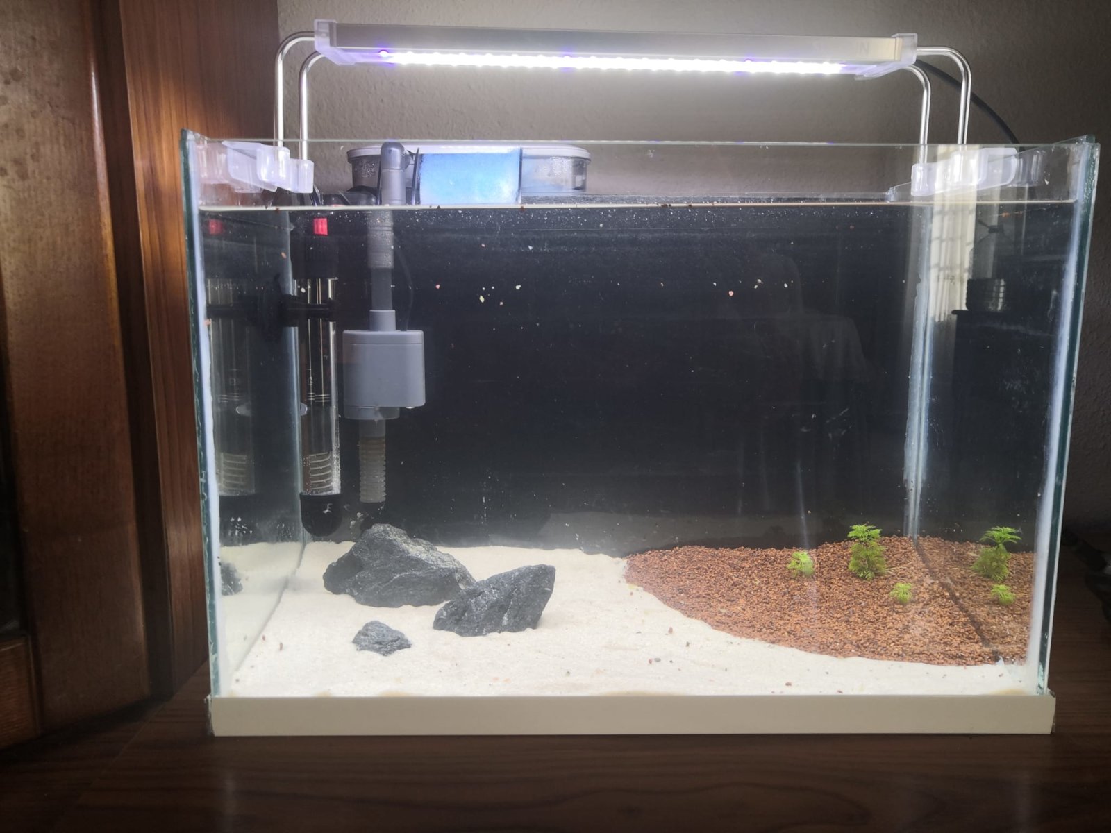 Acuario para pez betta. Compatibilidades PortalPez