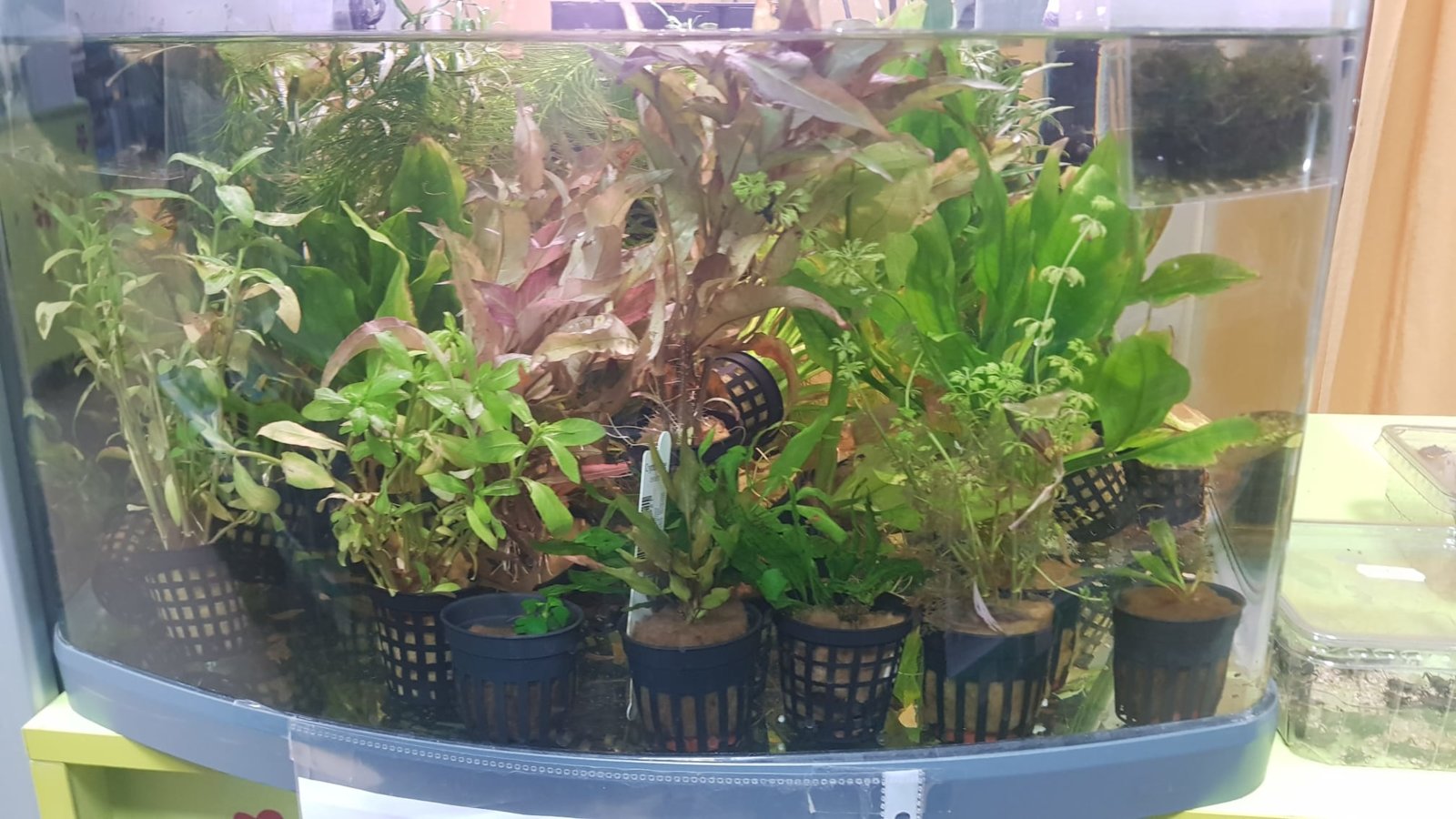Ayuda con nuestras plantas de acuario PortalPez
