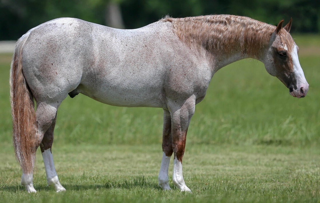 Stallions Porter Quarter Horses