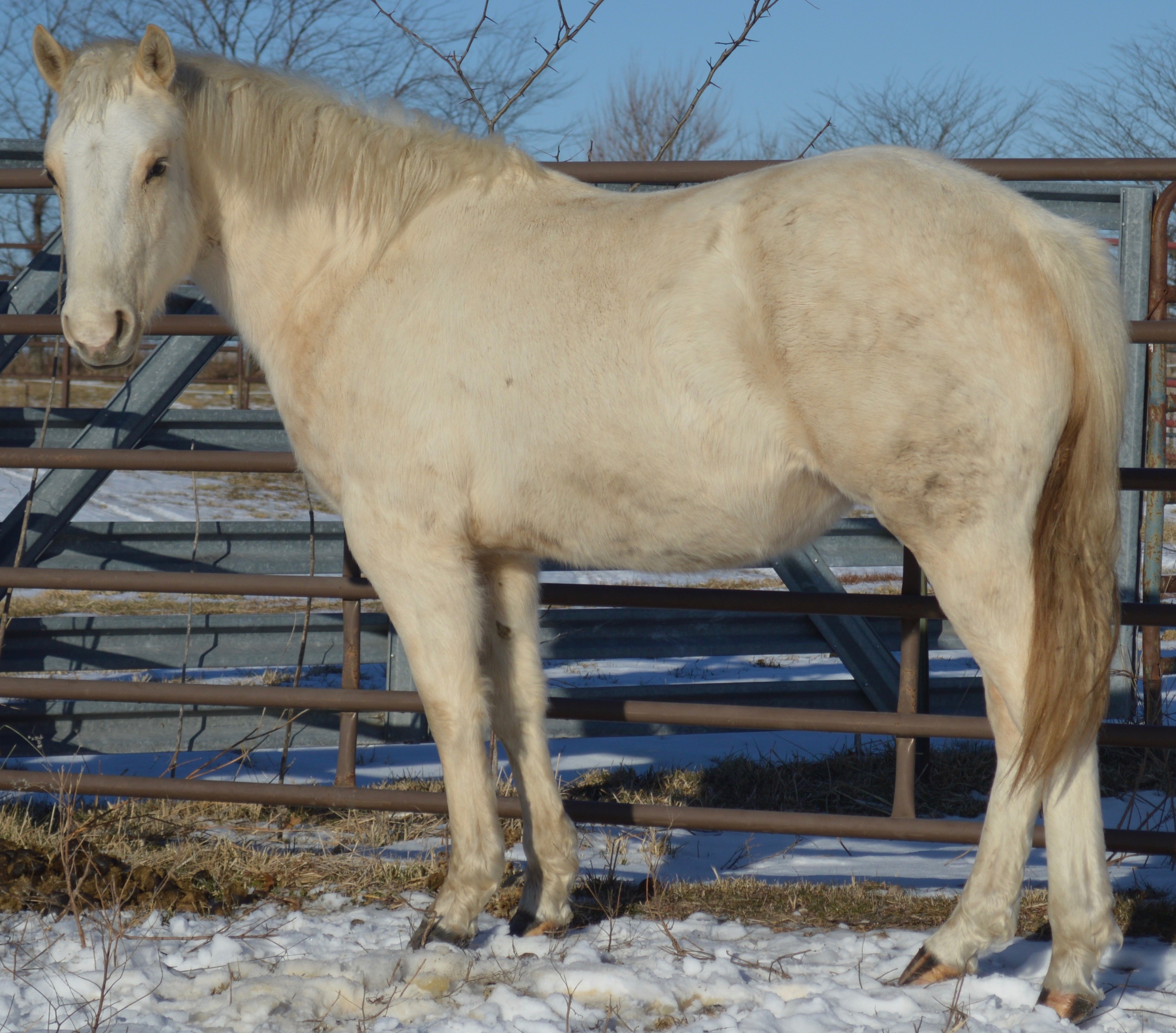 Mares Porter Quarter Horses