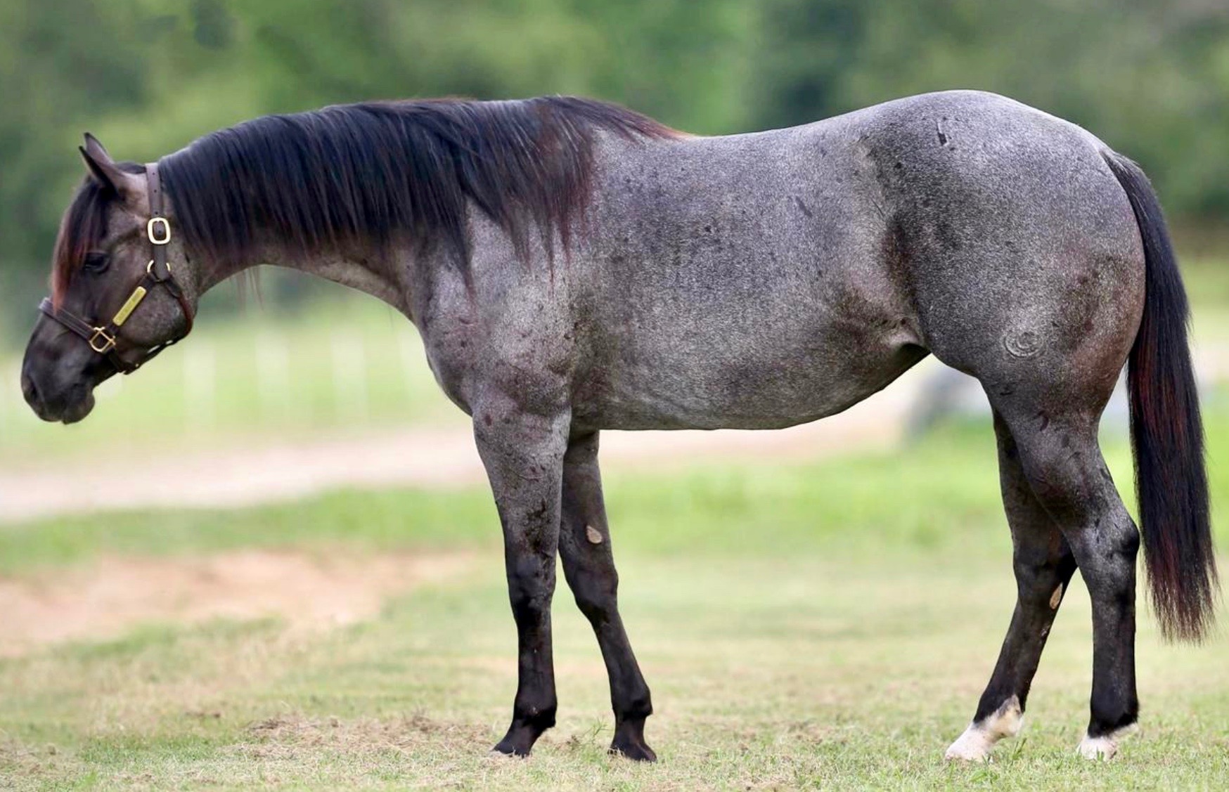 Dam Watch Two Sugars (ID Watch by Two ID Bartender)