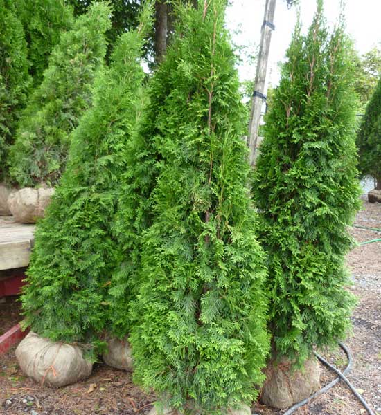 Hedging Cedar Trees Port Kells Nurseries