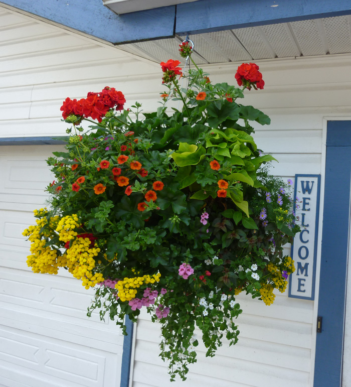 Hanging Baskets & Containers Port Kells Nurseries