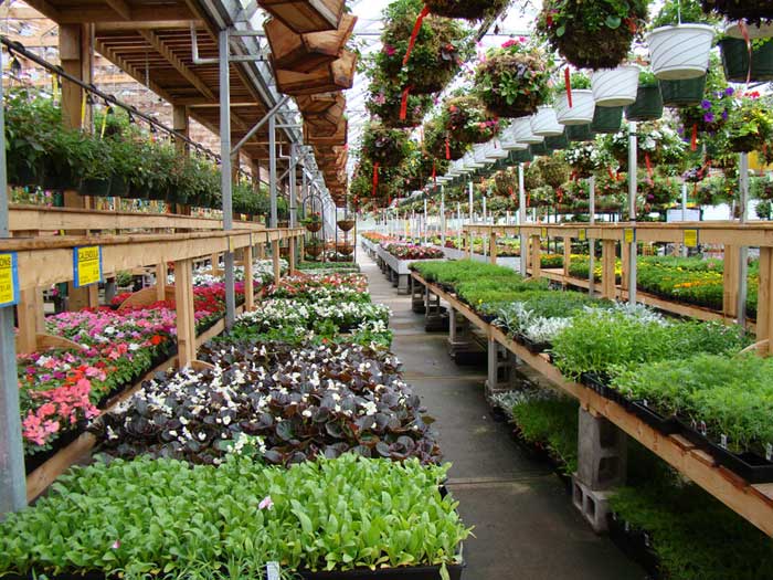 Annuals Port Kells Nurseries