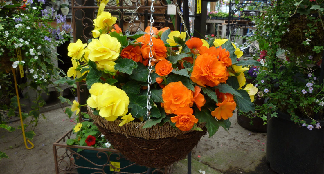 Hanging Baskets & Containers Port Kells Nurseries