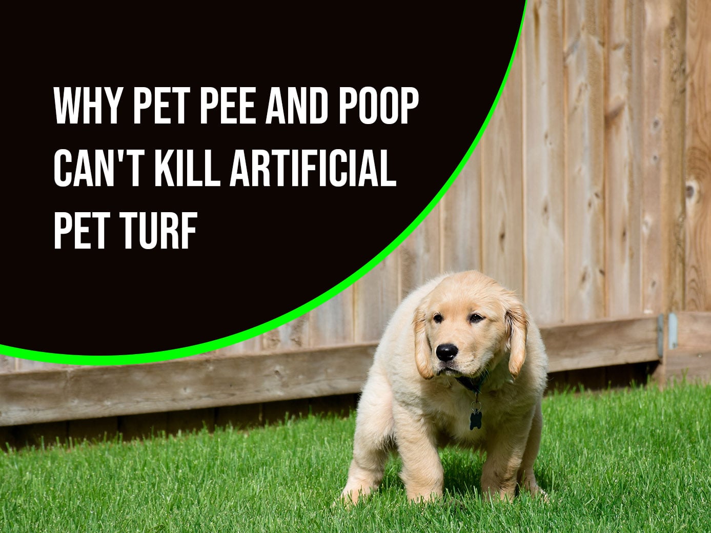 Why Pet Pee and Poop Can't Kill Artificial Pet Turf in Portland