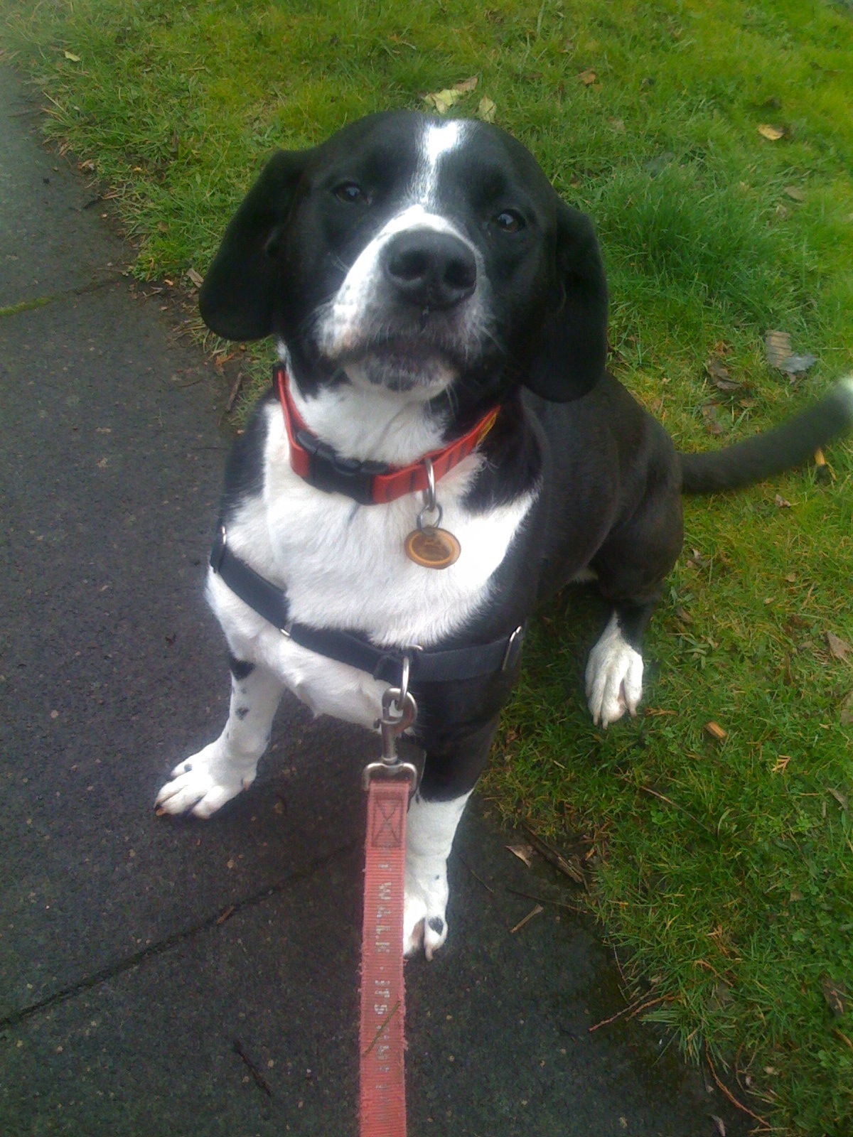 Dog Sitting Rates Portland Oregon / No Bonz About It / I am actually