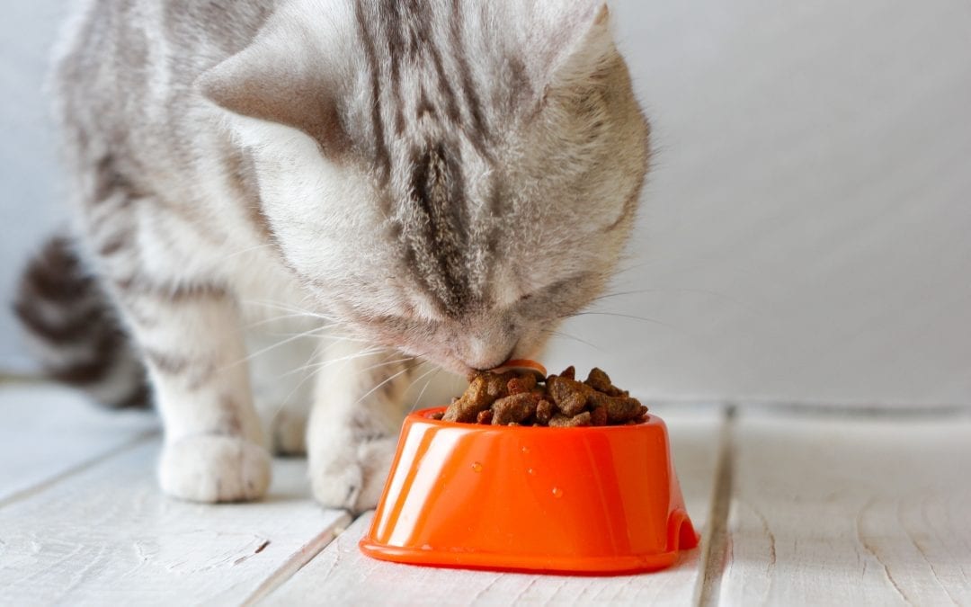 Feeding Cats a Raw Food Diet Is it safe? Find out here...