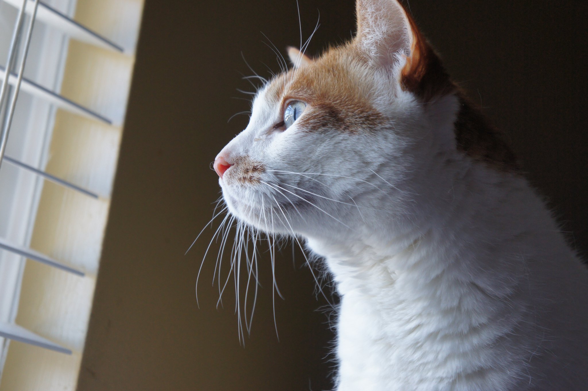 Deployed Soldiers' Cats Need Foster and Homes The Creative Cat