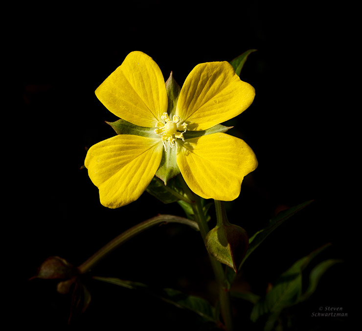 Water primrose flowering Portraits of Wildflowers