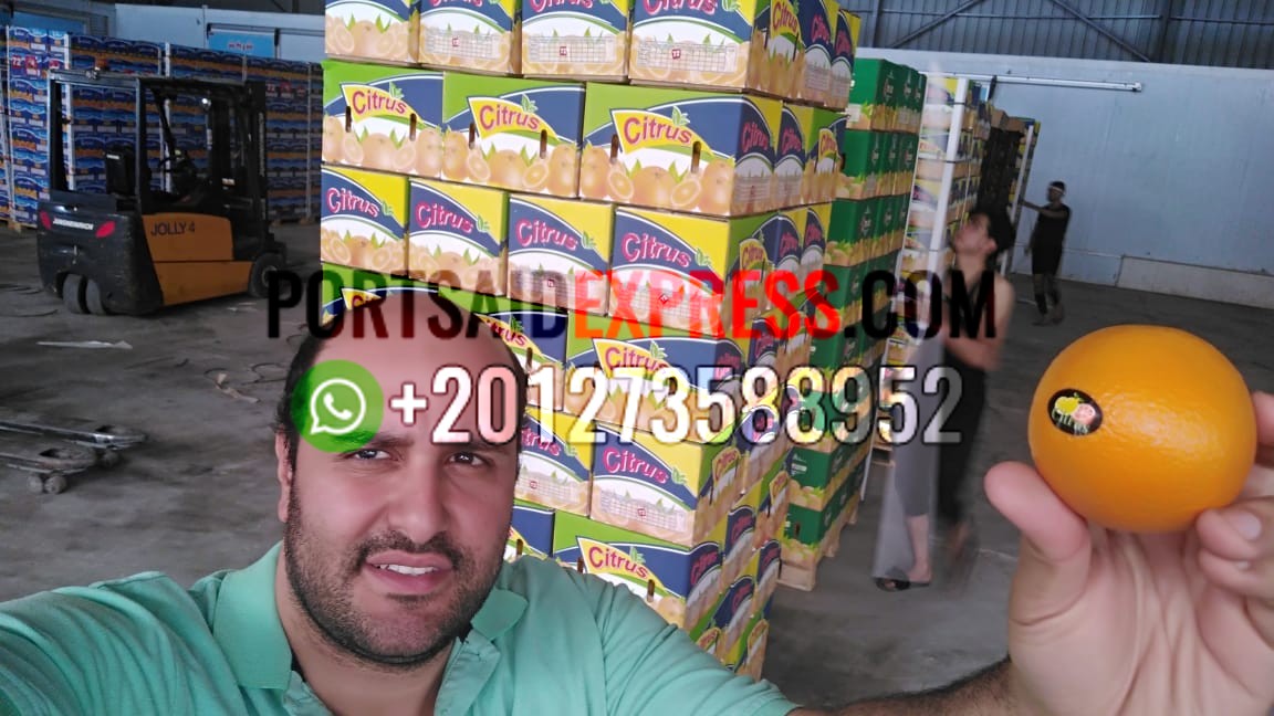 egypt oranges Port Said Express