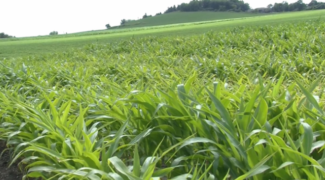 Posey County CoOp Your 1 Agricultural resource since 1927!