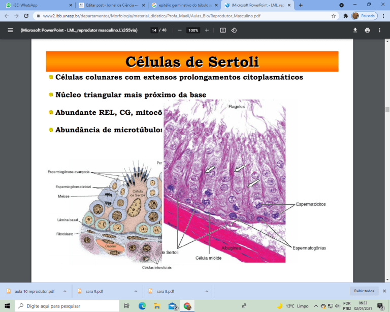 Sistemas Fotorreceptor e Audiorreceptor Jornal da Ciência