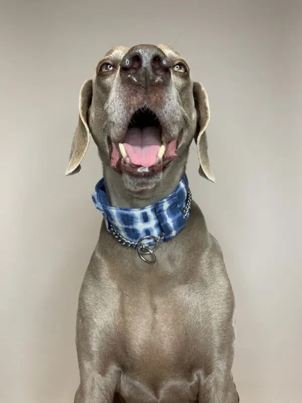 Dog Neck Protector and the Fur Saver for Chain Collars Posh De Royal