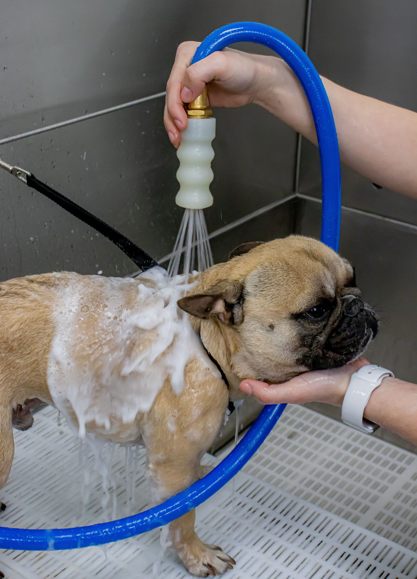 Services in Bellmore, NY Posh Paws Pet Spa & Boutique