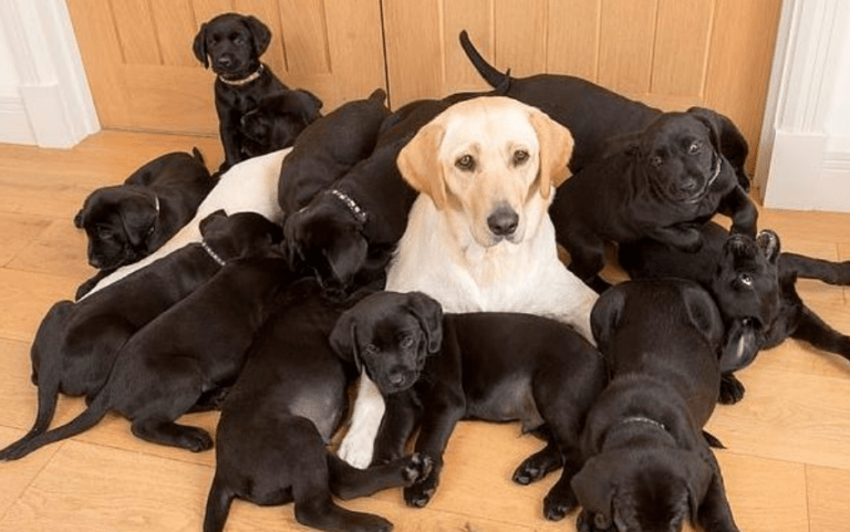 The golden Labrador gave birth to 13 black puppies
