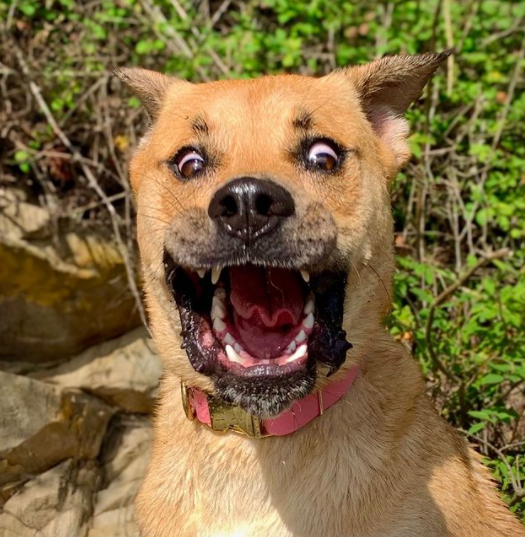 The guy became the owner of probably the most clumsy dog in the world!