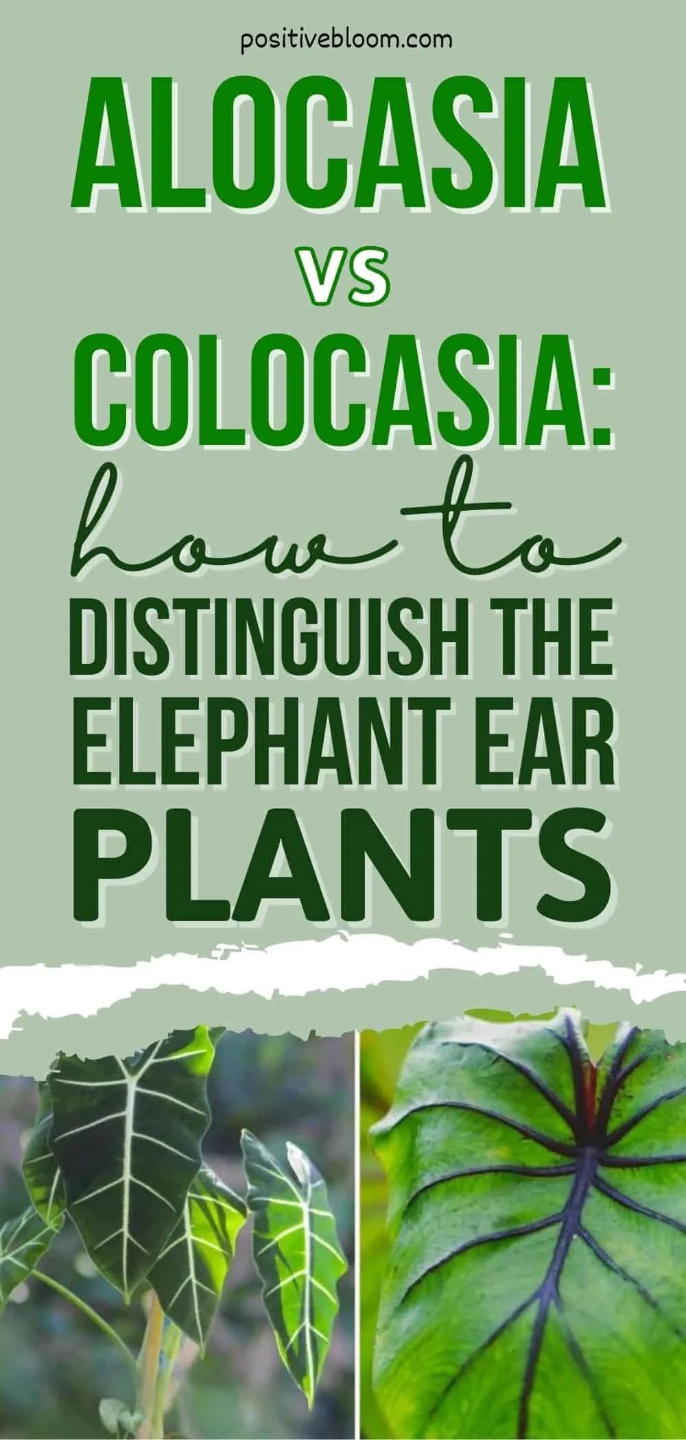 Alocasia Vs Colocasia How To Distinguish The Elephant Ear Plants Pinterest