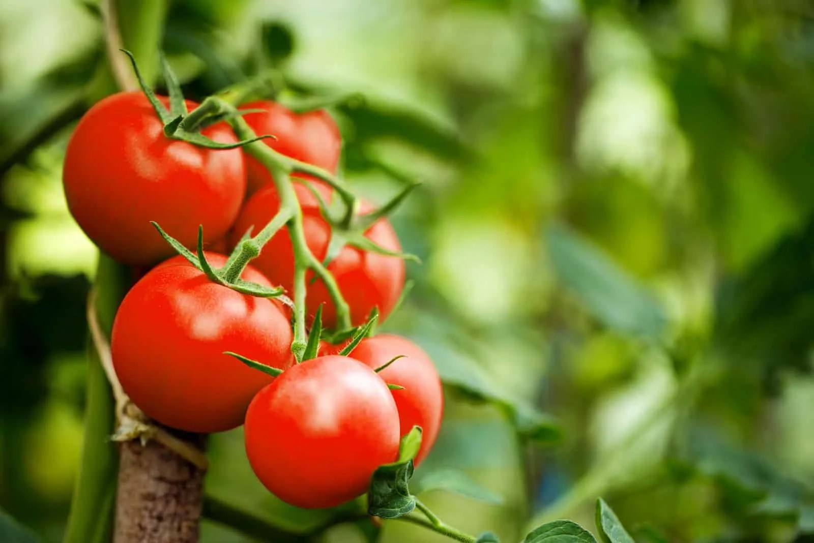 How To Remove Lectins From Tomatoes A Step By Step Guide