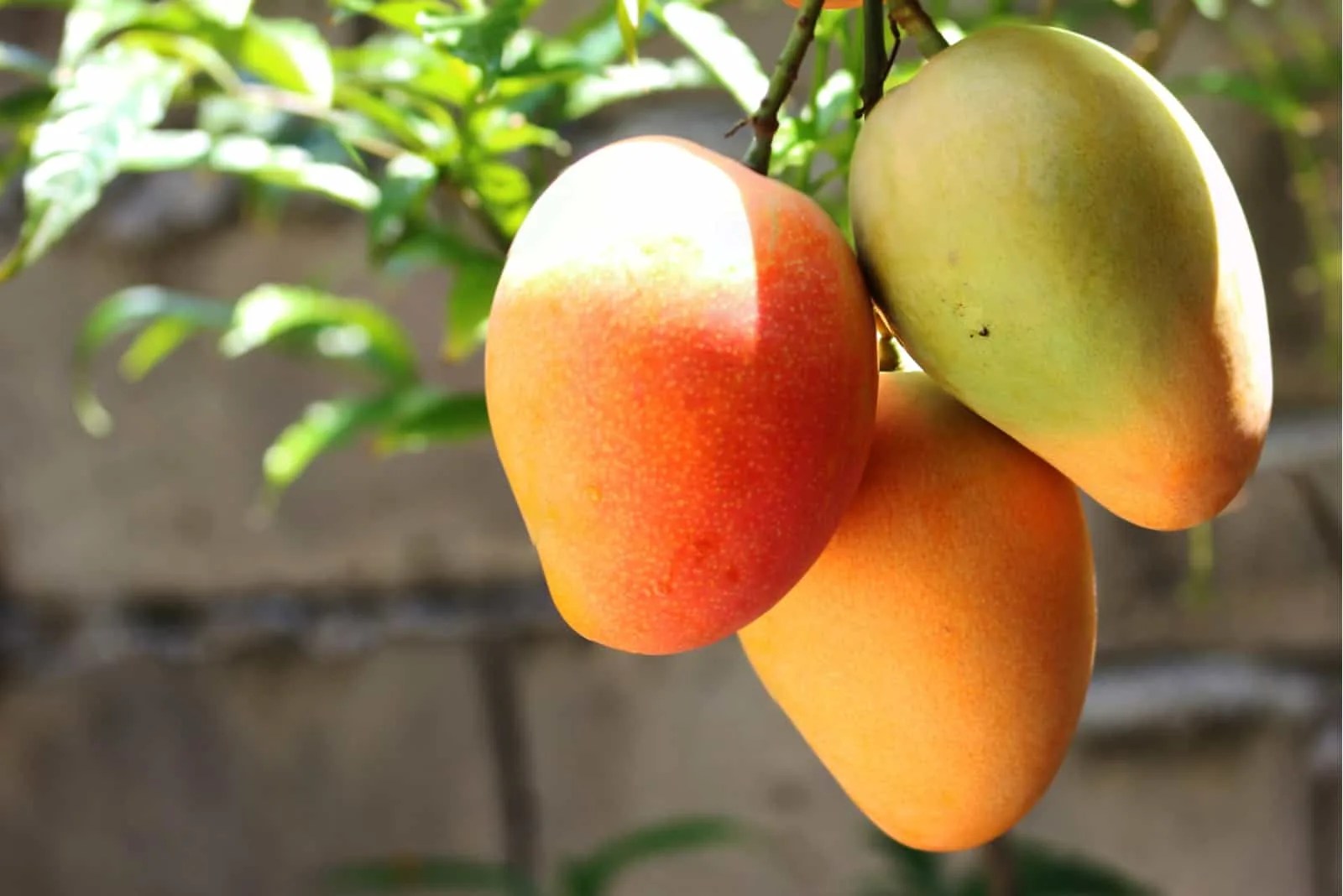 Are Mango Trees Evergreen? A Guide To Mango Cultivation