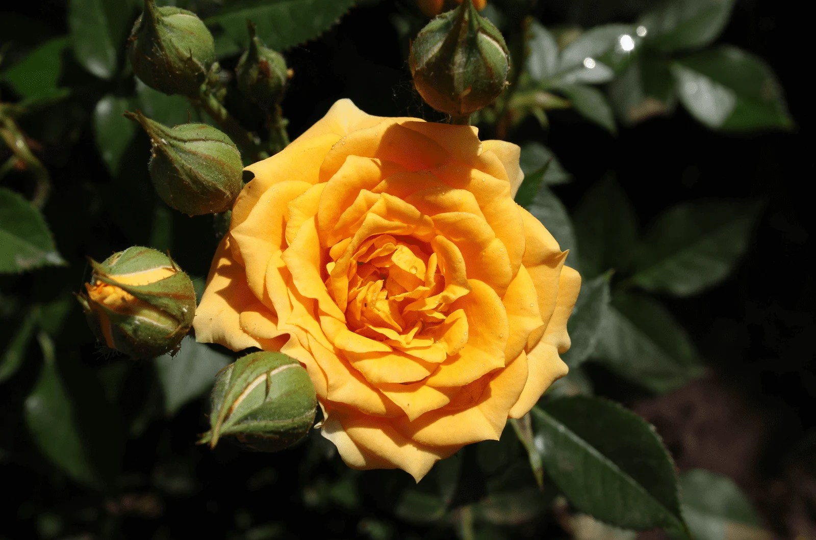 9 Stunning Italian Roses To Add To Your Garden