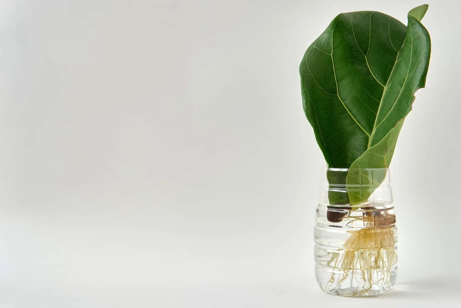 How Do You Start Fig Tree Cuttings In Water? Top Tips