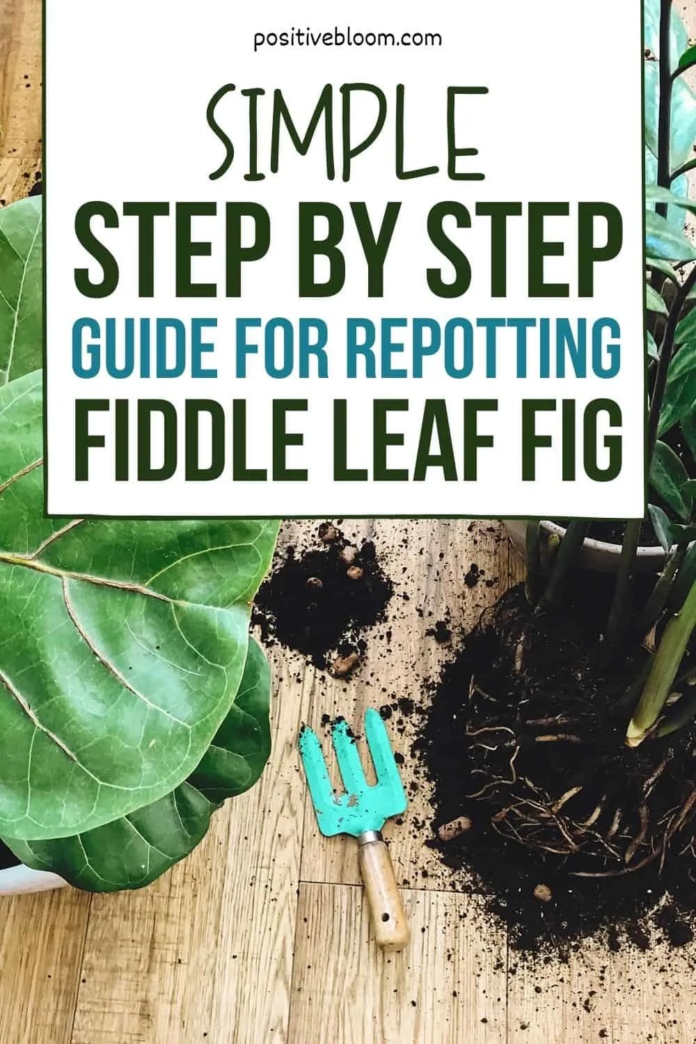 _Simple Step By Step Guide For Repotting Fiddle Leaf Fig Pinterest