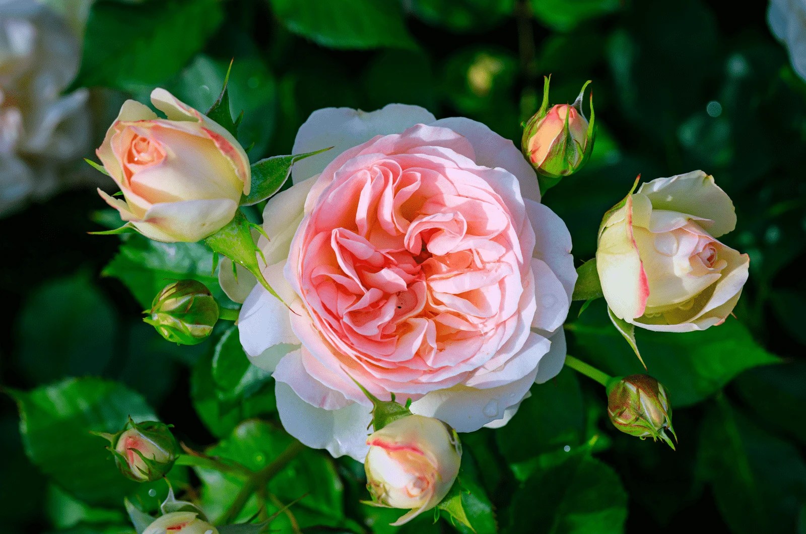 9 Stunning Italian Roses To Add To Your Garden