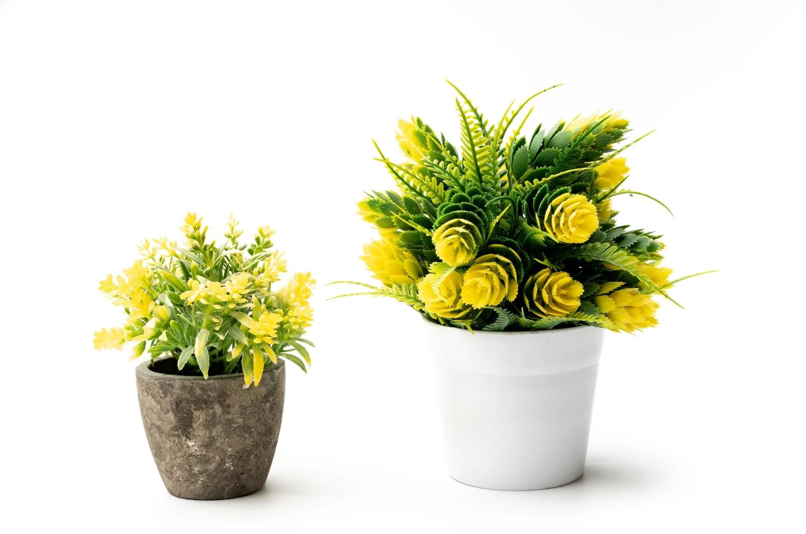 ZZ Plant Feng Shui How To Make The Best Out Of It