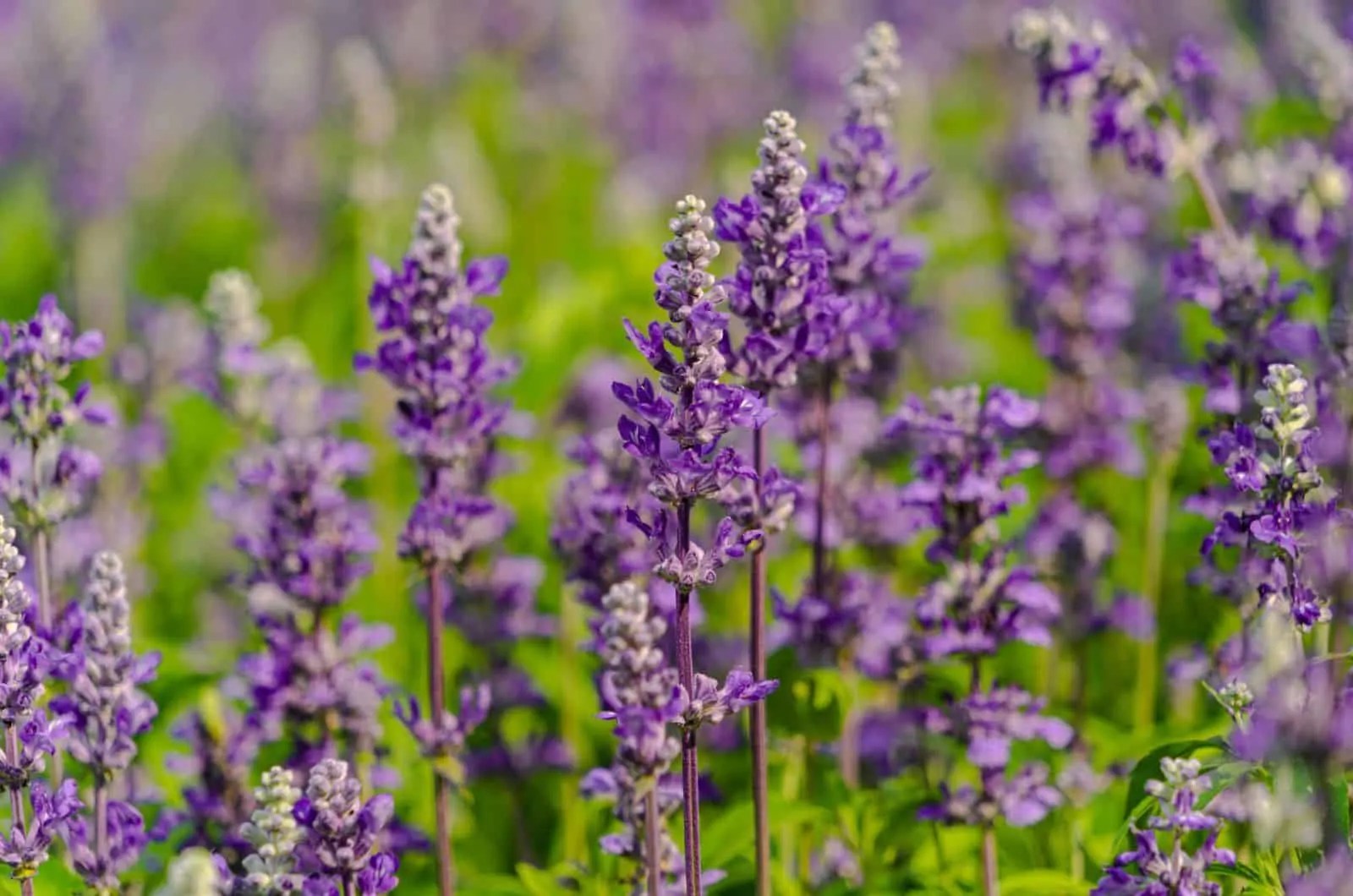 Growing Lavender In Florida 5 Helpful Tips And Tricks