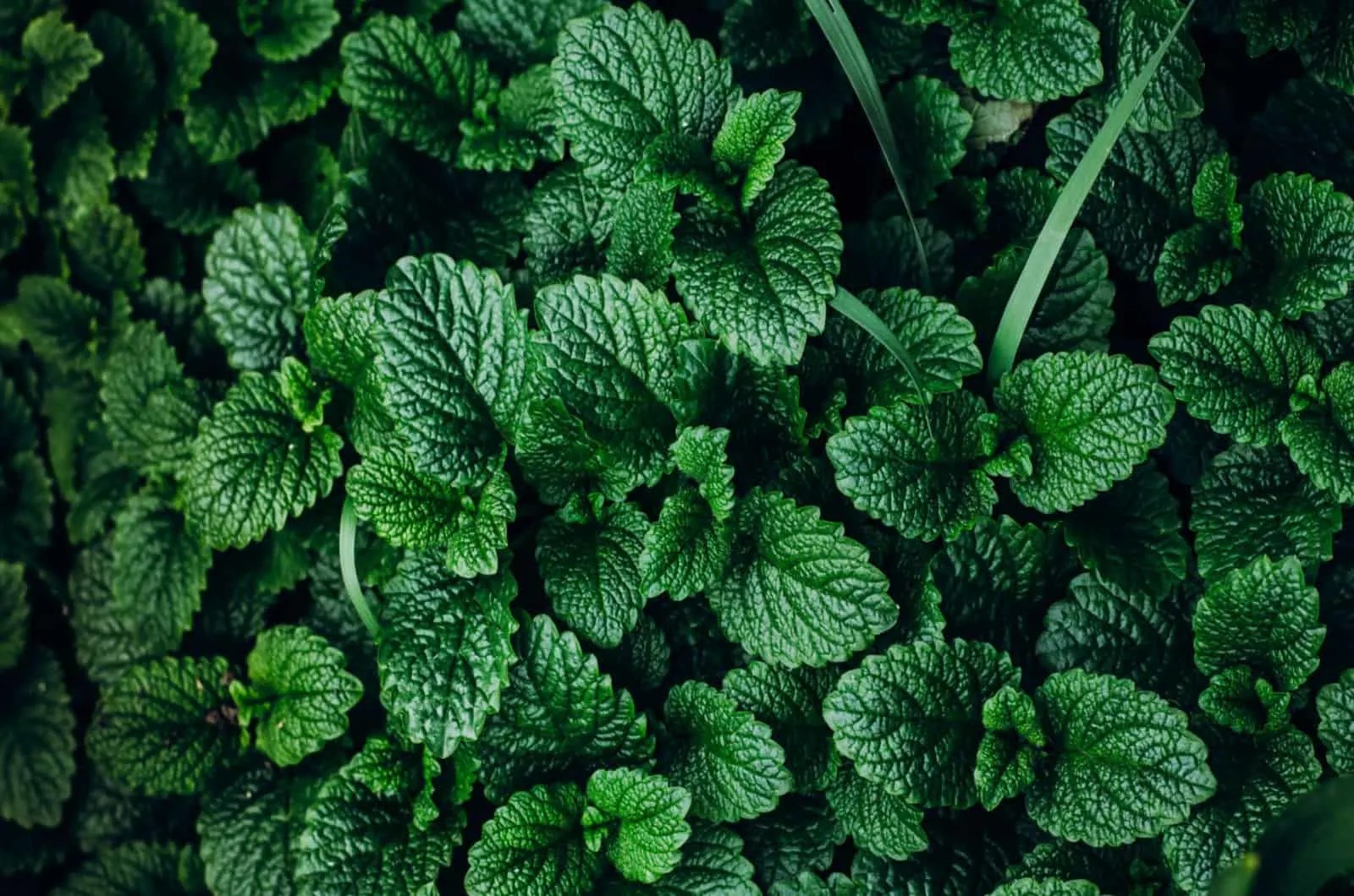 A List Of Shallow Rooted Plants And Tips For Growing Them