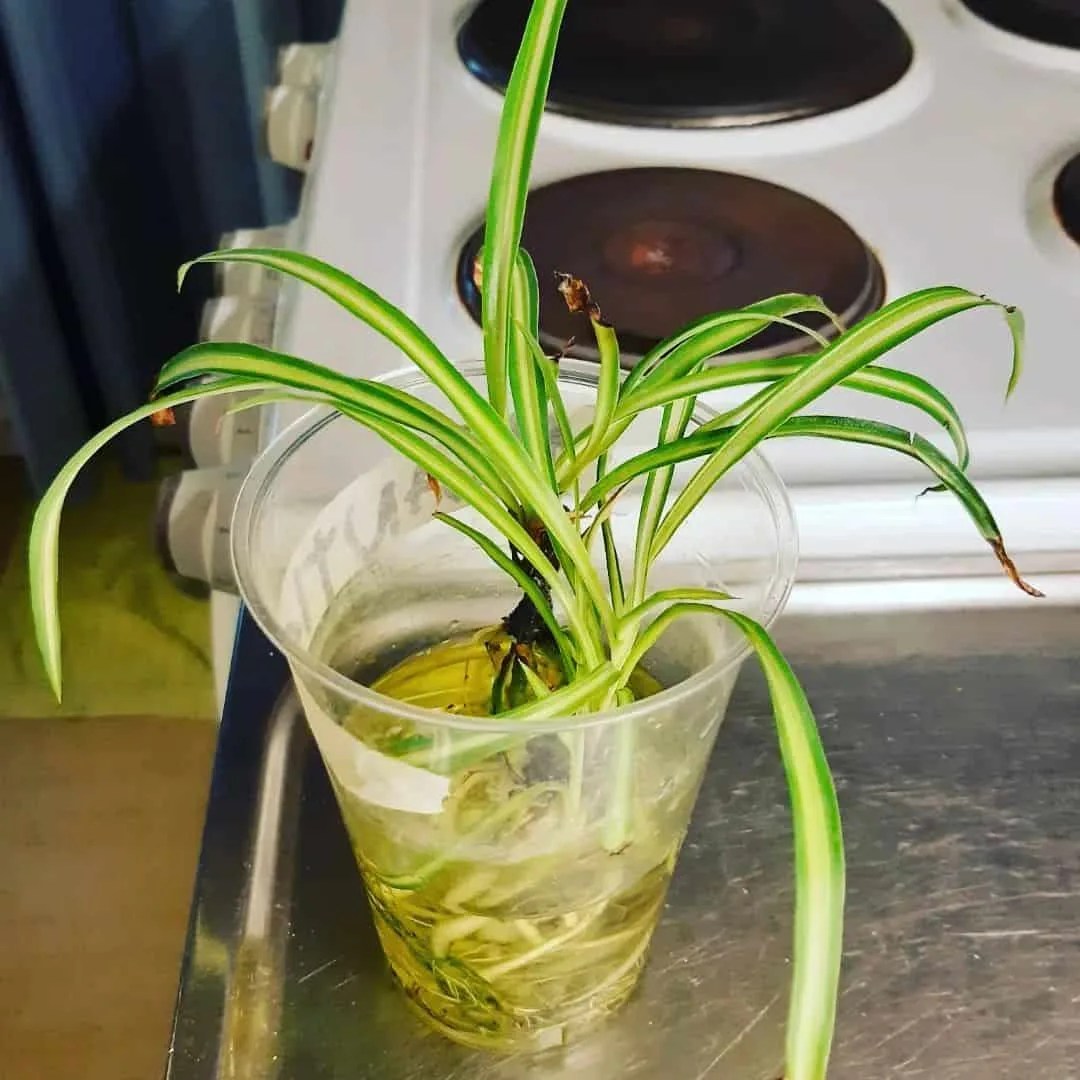 Chlorophytum comosum Atlantic