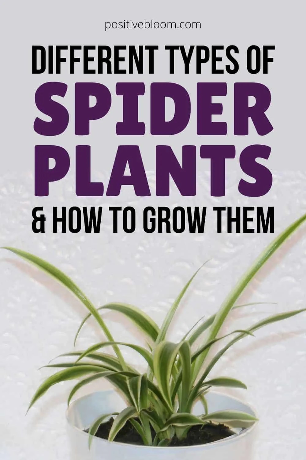 Different Types Of Spider Plants &amp; How To Grow Them Pinterest