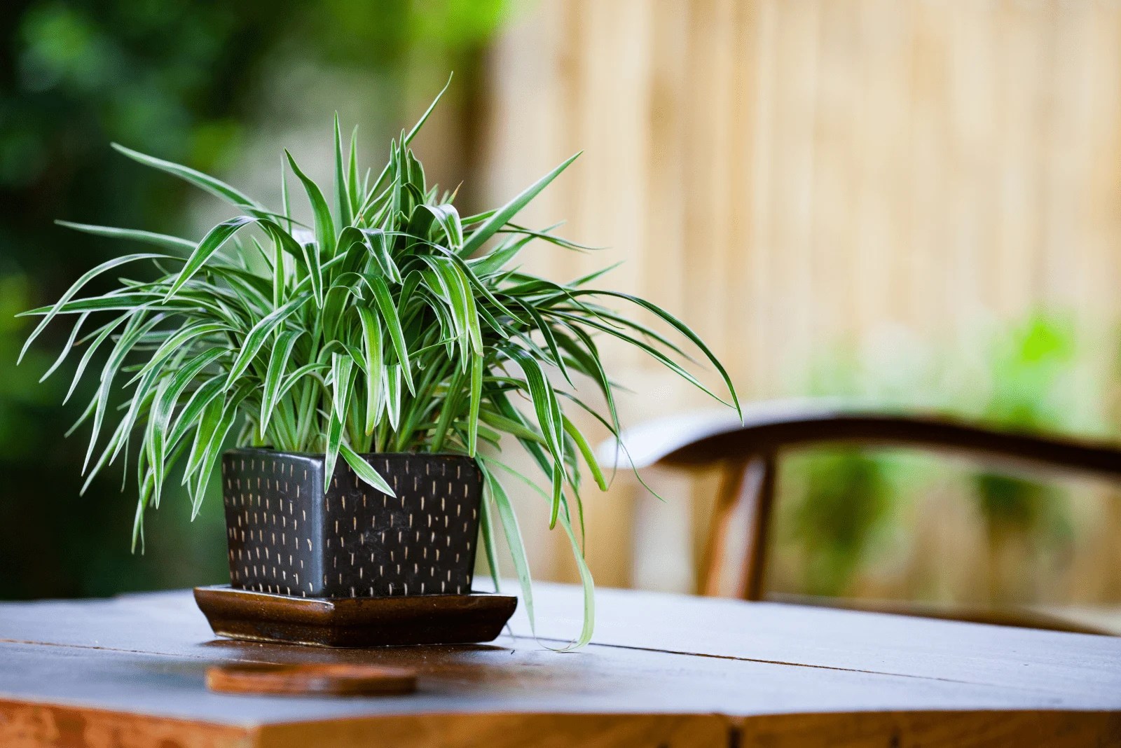 Different Types Of Spider Plants &amp; How To Grow Them