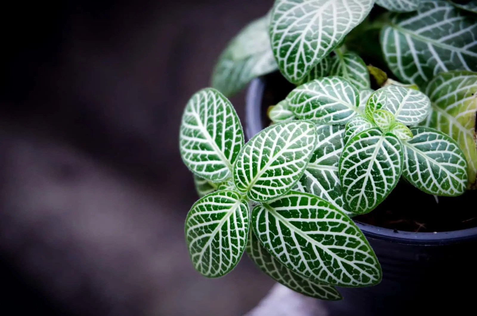 How To Propagate Nerve Plant Top Methods With Pro Tips