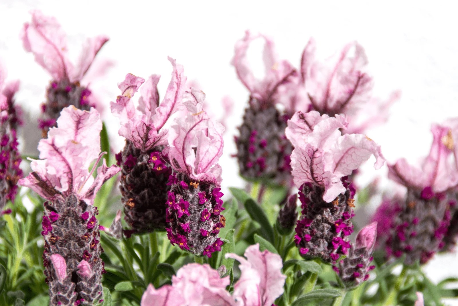 How To Make A Lavender Hedge Helpful Tips And Benefits