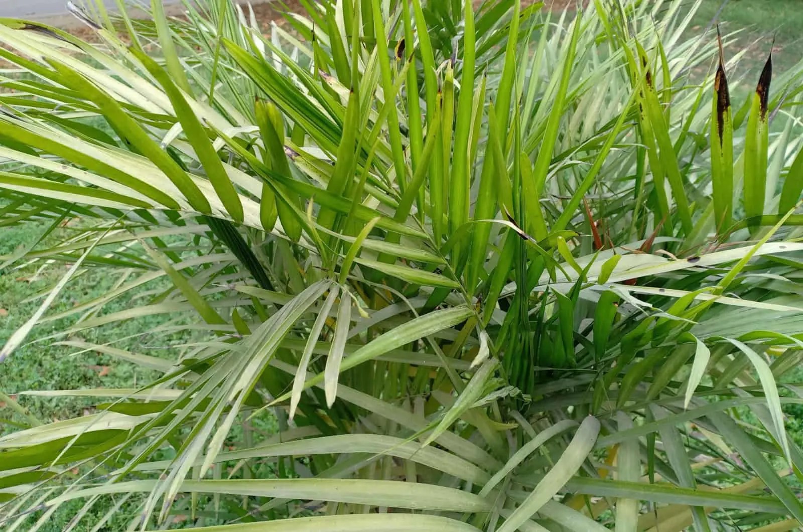How To Get Rid Of Cat Palm Spider Mites 5 Useful Methods