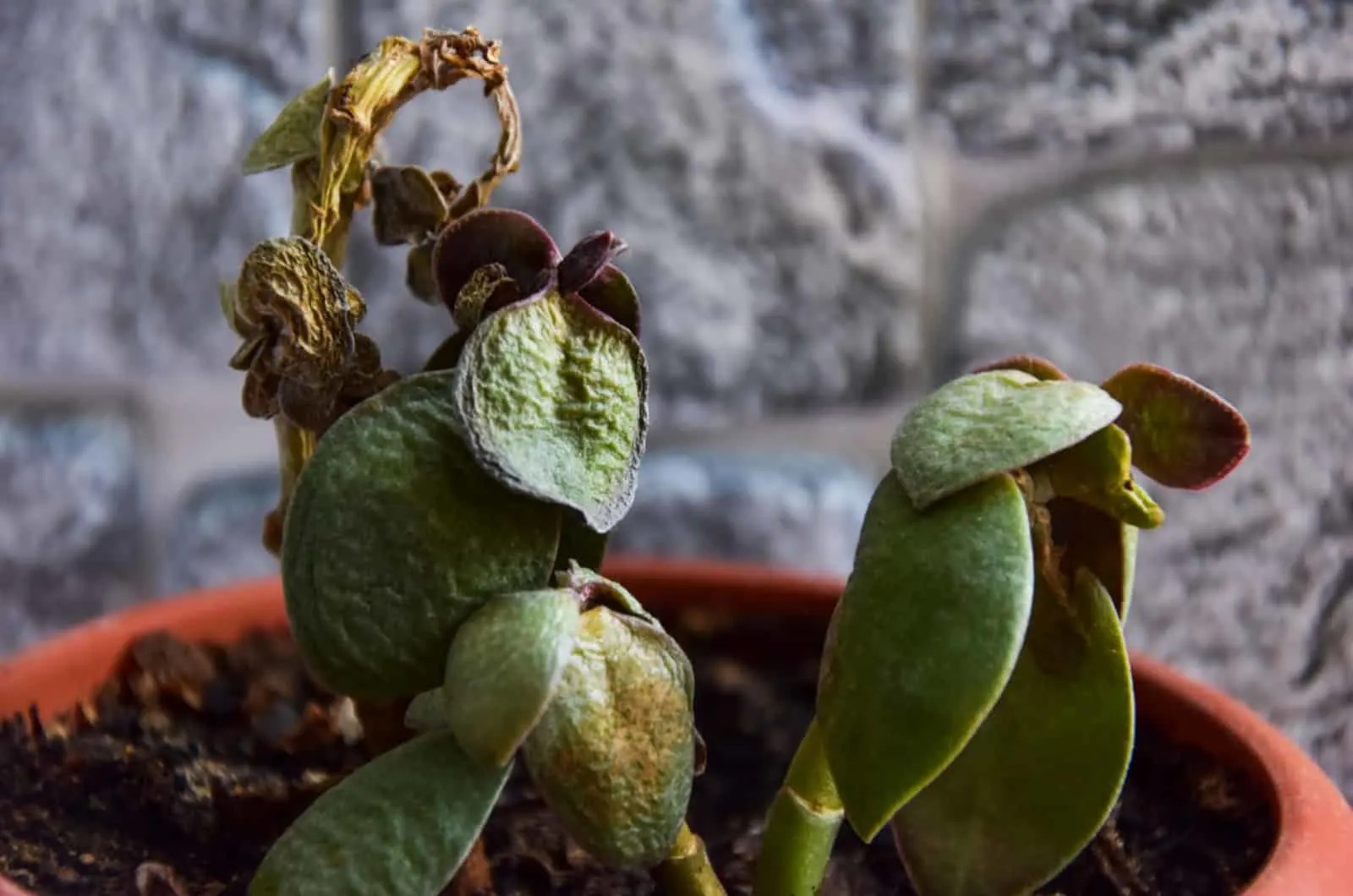 Scale On Jade Plant How To Solve The Issue