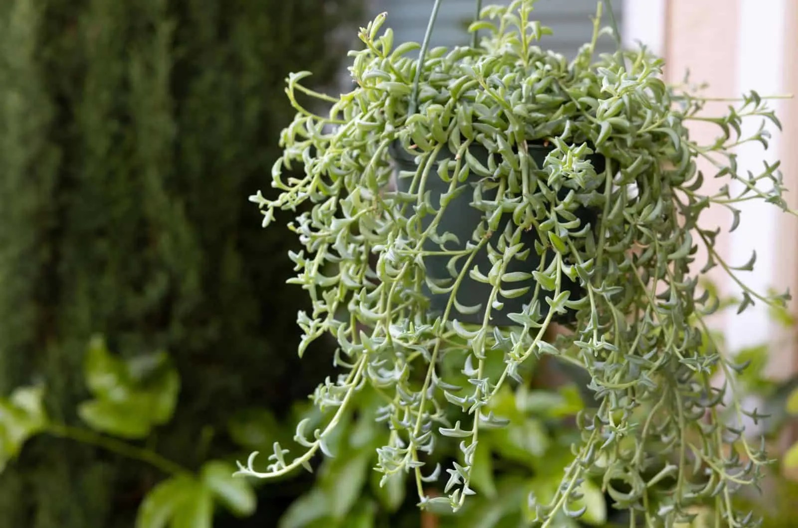 String Of Dolphins: Features, Care Guide, & Common Issues