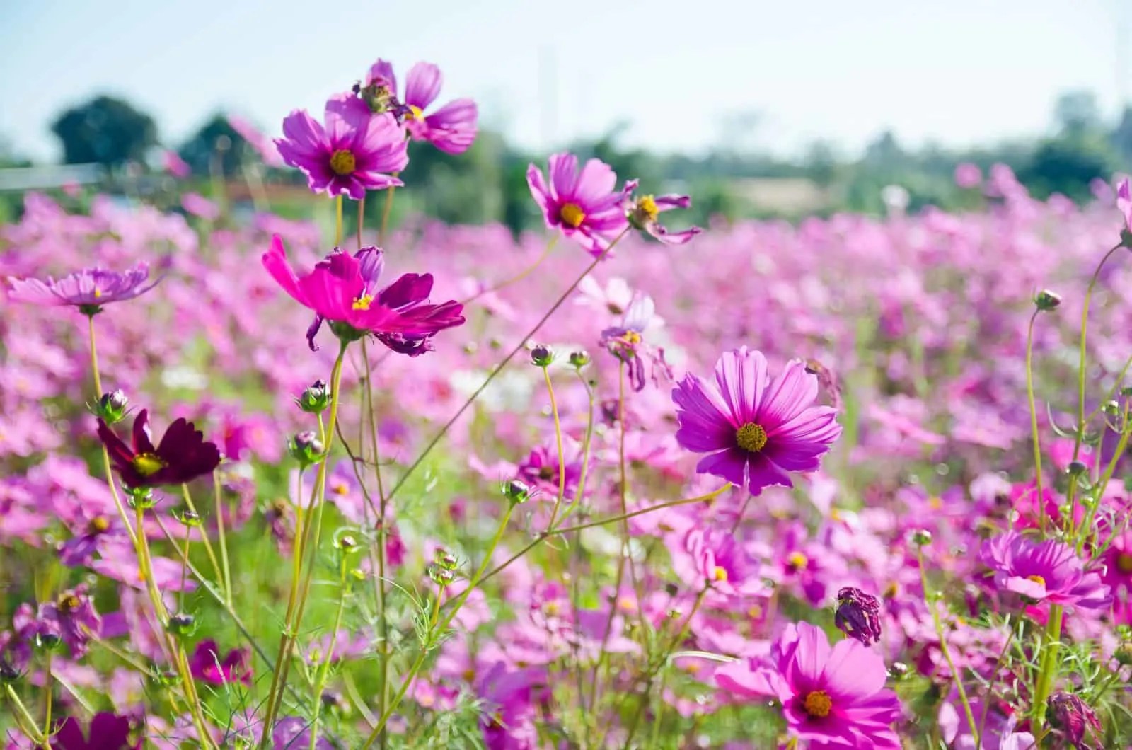 Cosmos Flower Meaning What Makes This Flower So Special?