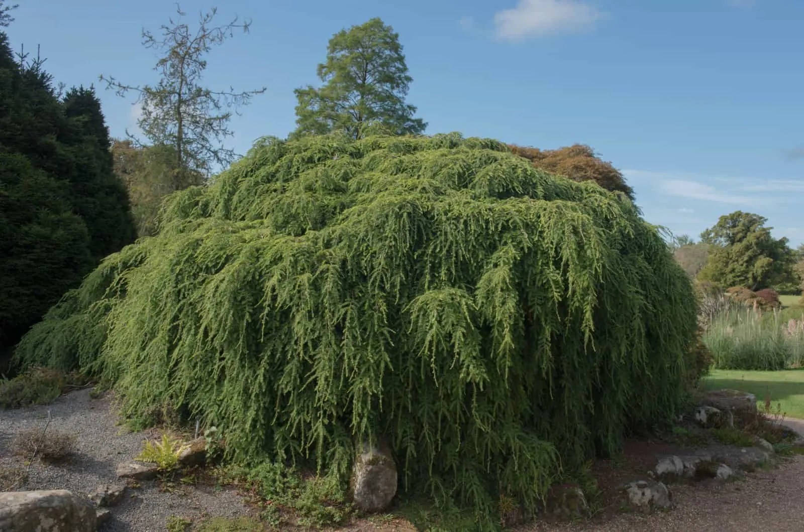 This Is The Slowest Growing Tree In The Entire World!