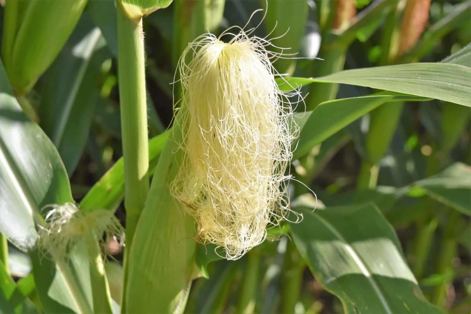 Everything You Need To Know About The Corn Growing Stages