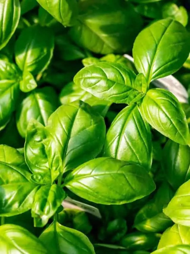 Basil Stem Turning Brown What To Do? Positivebloom